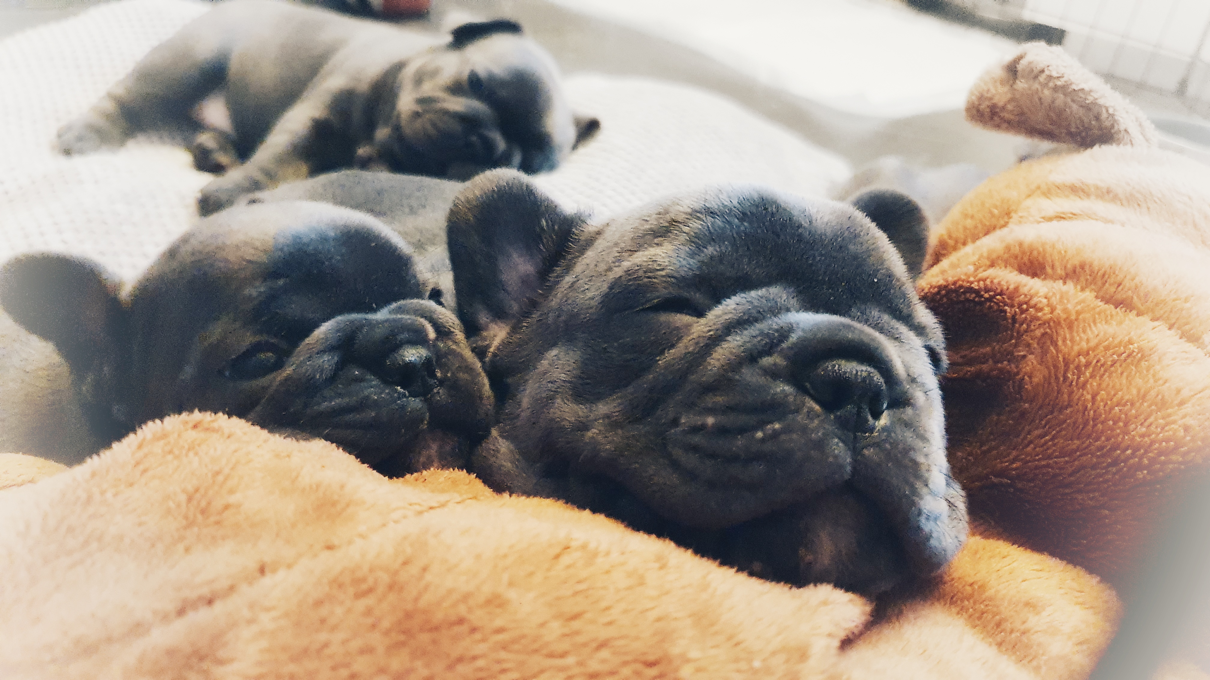 A-Wurf – Bullys aus dem Kinzigtal