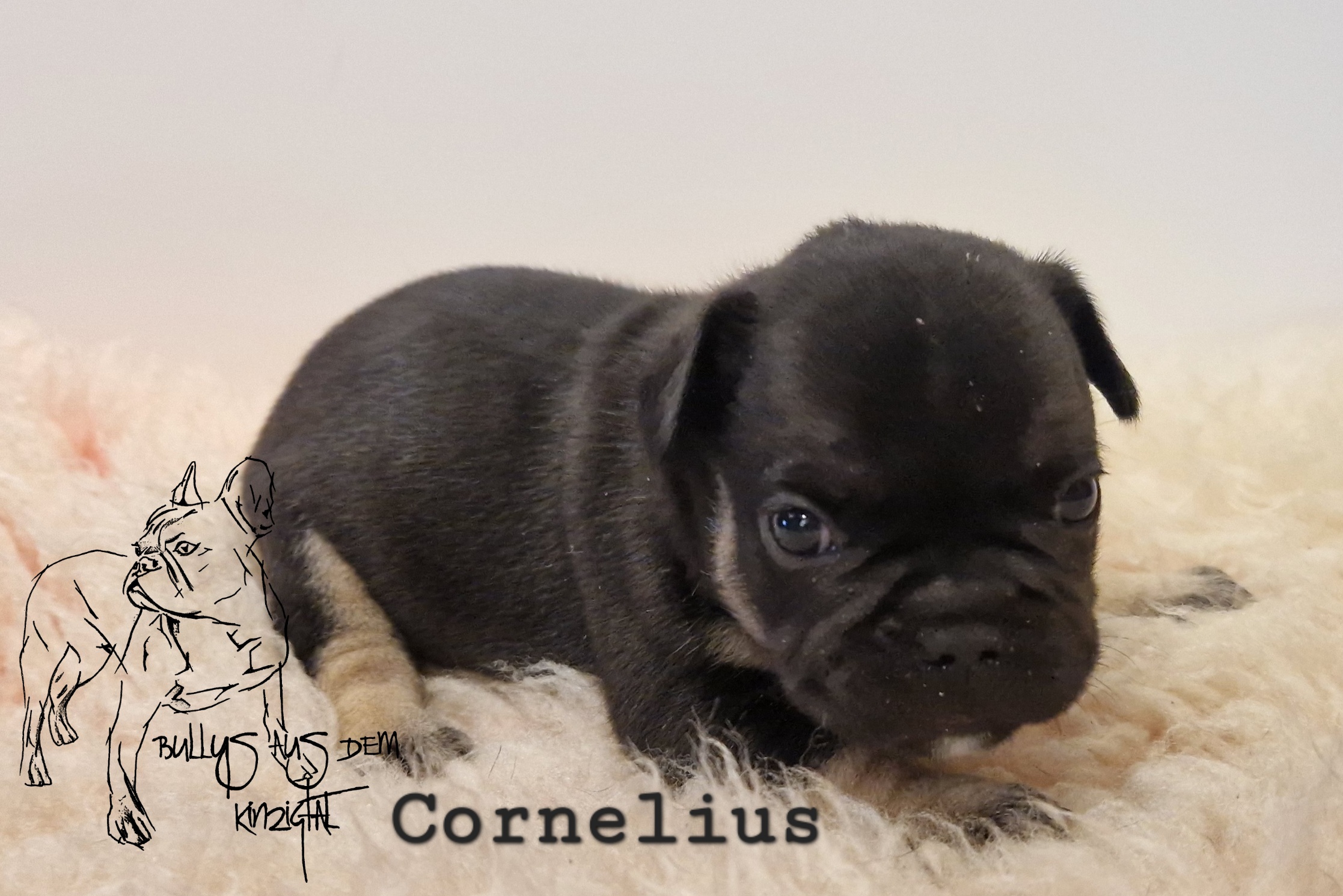 Cornelius